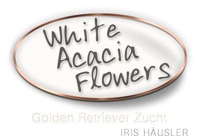White Acacia Flowers - Golden Retriever Zucht Iris Häusler