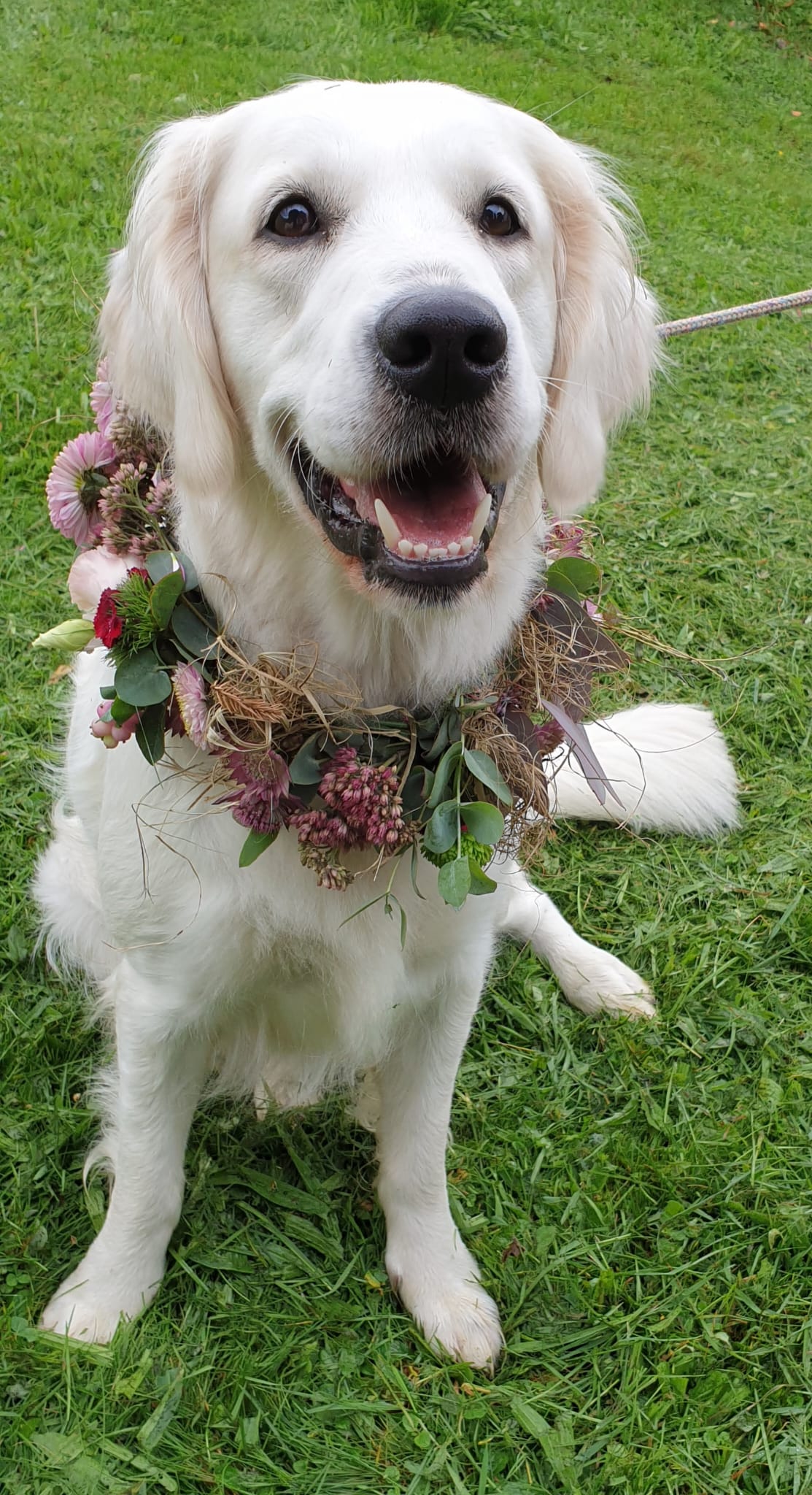 Rosi Blumenhalsband